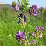 0909F 026 Kulmbach-Koblenz